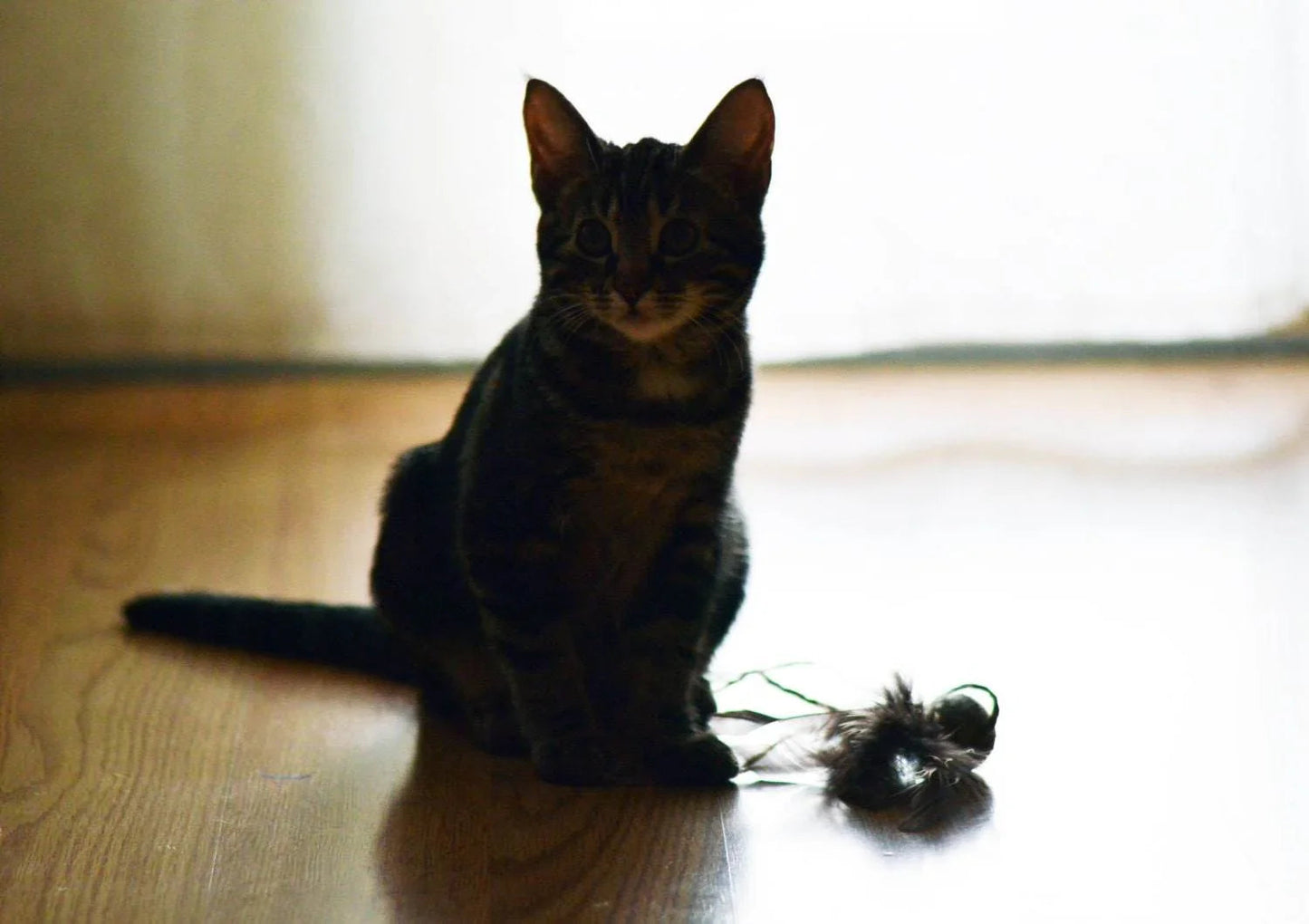 Cat Teaser Toy - Wool Ball with Feathers - Home Soul
