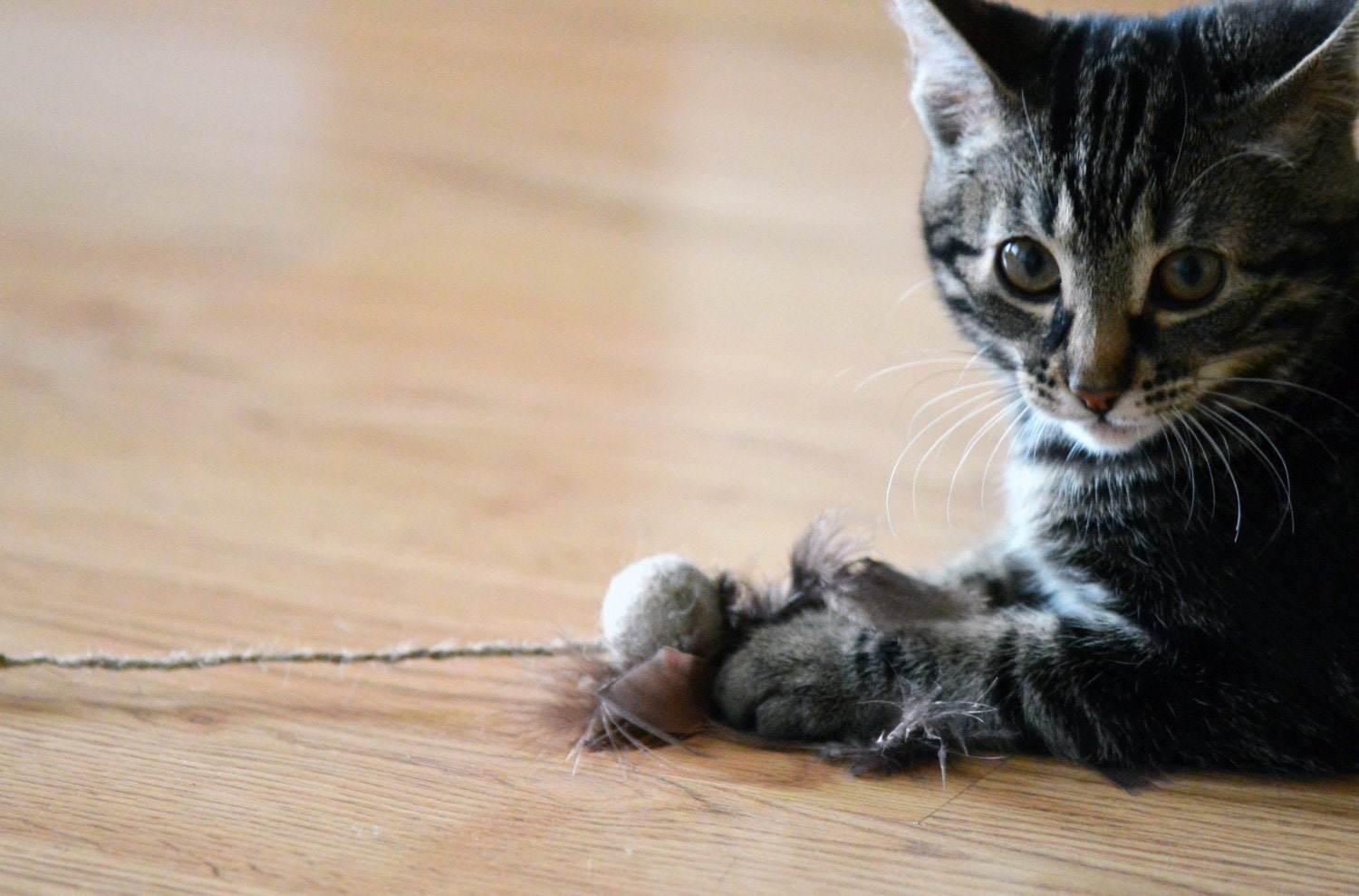 Cat Teaser Toy - Wool Ball with Feathers - Home Soul